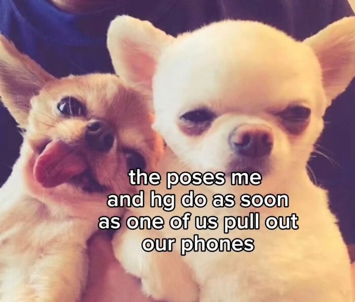 Two small dogs, one with its tongue out, striking a pose, representing hilarious memes.