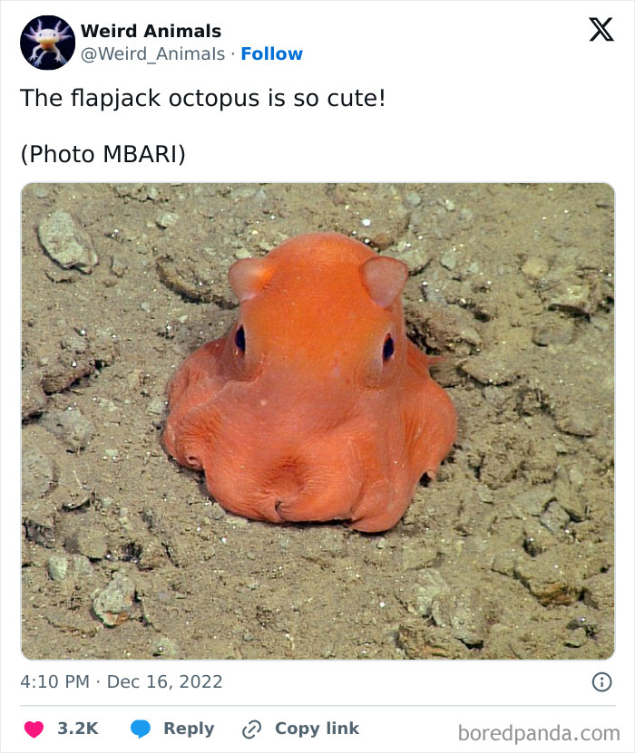 A fantastical animal, the cute flapjack octopus, on the ocean floor.