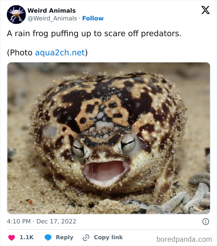 A rain frog puffing up to scare predators, a fantastical animal found in sandy environments.