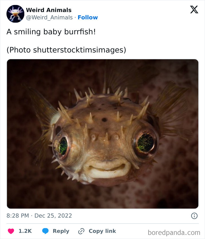 A smiling baby burrfish, a fantastical animal with large eyes and spikes.