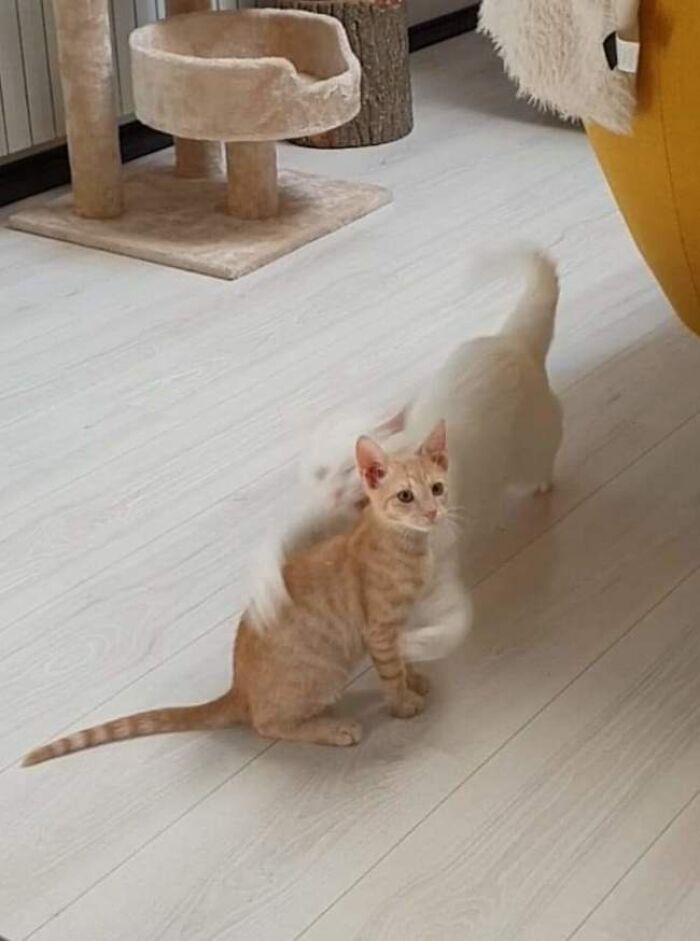 Hilarious photos of an orange tabby cat looking back at a white cat blurred in motion, moments before disaster struck.
