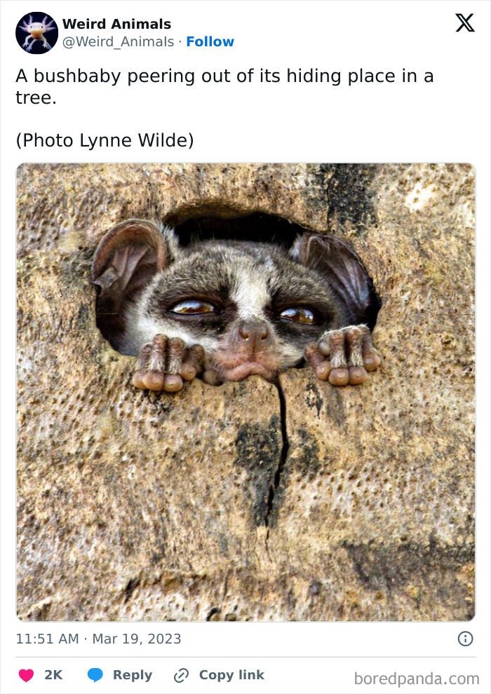 A bushbaby with big eyes peeking from a tree hole, a cute example of fantastical animals.