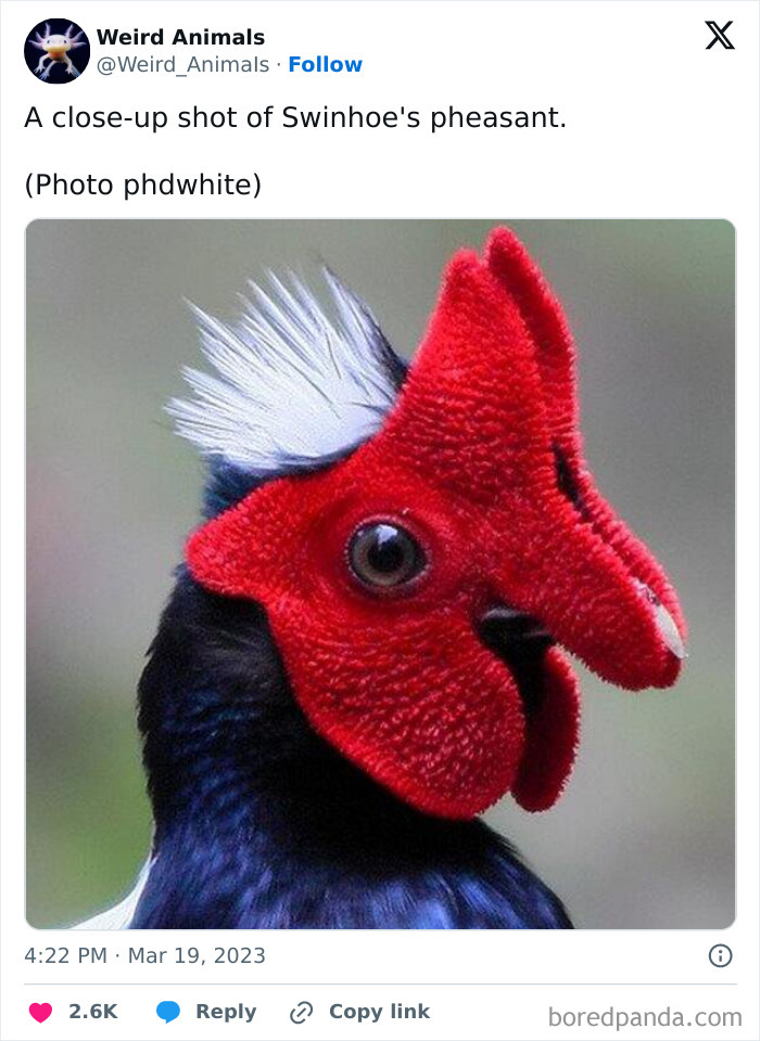 A close-up shot of a Swinhoe's pheasant with a vibrant red head, a unique example of fantastical animals.