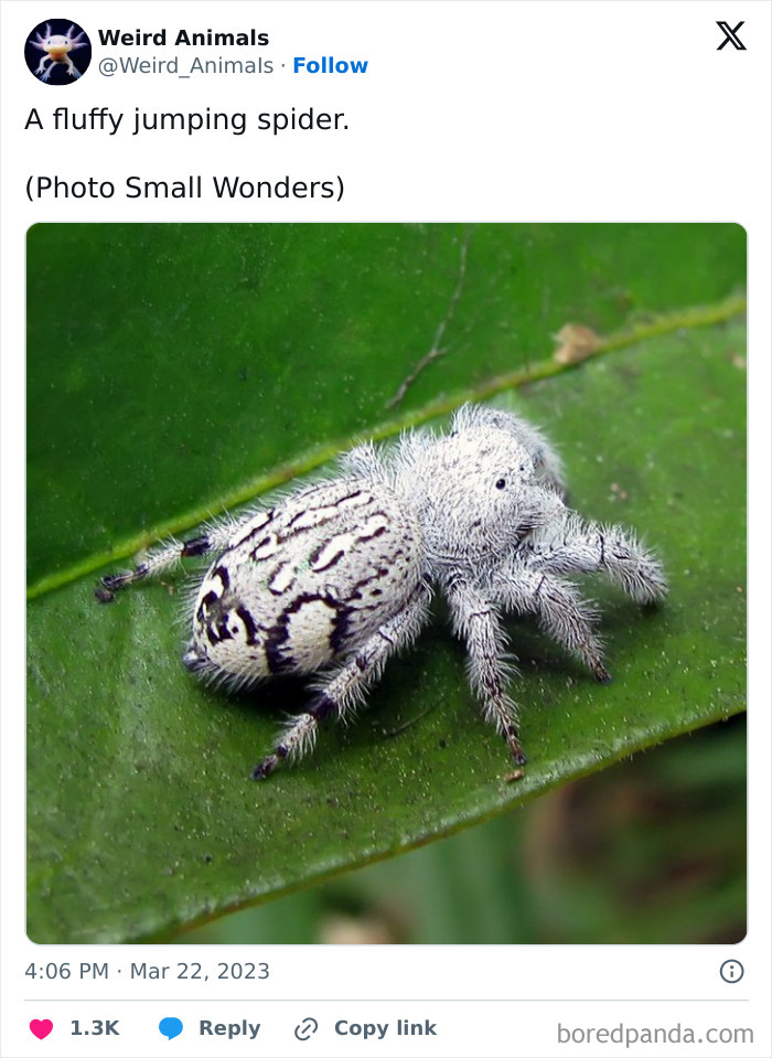 A close-up of a white fluffy jumping spider on a green leaf, showcasing one of many fantastical animals.