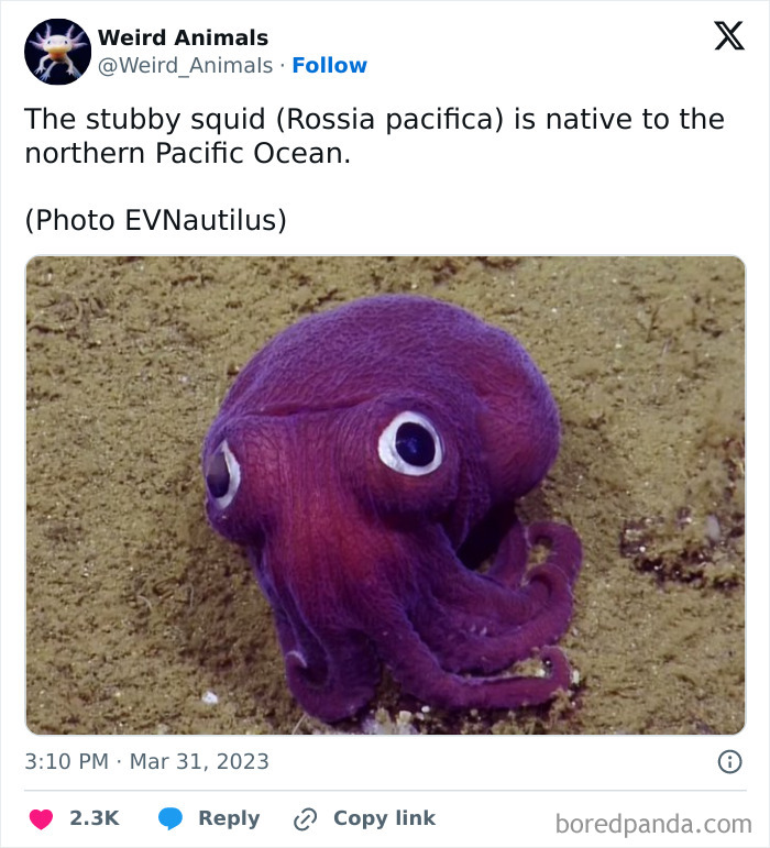 A fantastical animal, the stubby squid (Rossia pacifica), on the ocean floor.