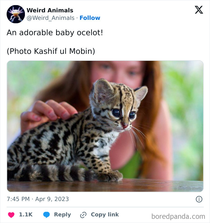 An adorable baby ocelot, a fantastical animal, with a person gently touching its back.