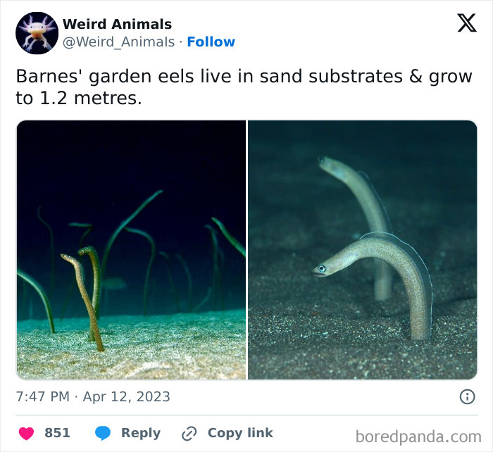 Fantastical animals, Barnes' garden eels, emerging from sand substrates.