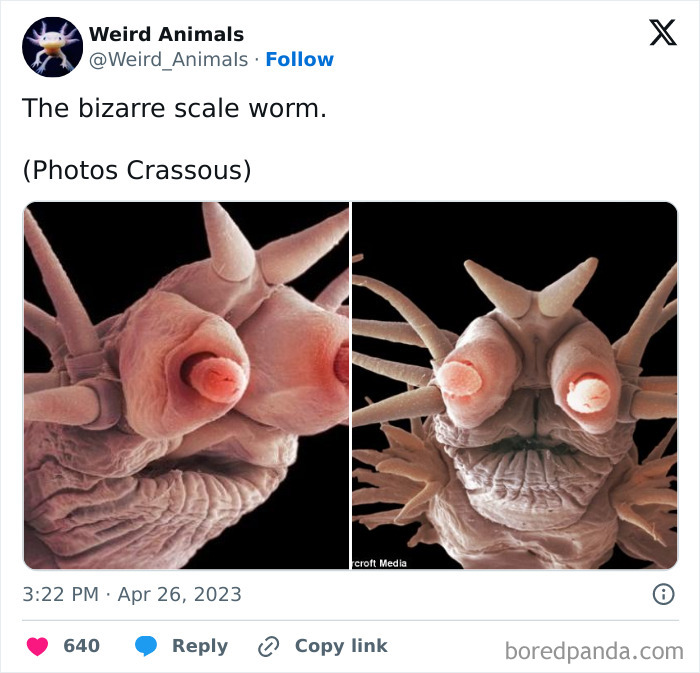 Two magnified images of a bizarre scale worm with unusual features. Another one of the many fantastical animals.