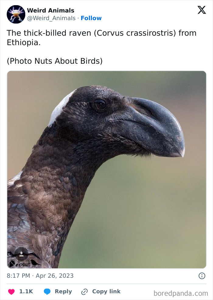 A close-up of a thick-billed raven with a distinctive large beak. These fantastical animals are truly unique.
