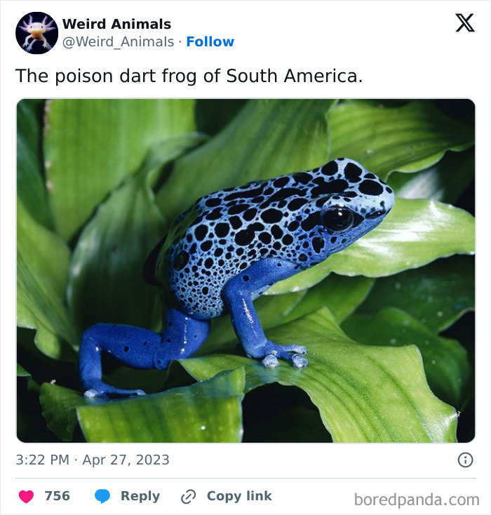 A vibrant blue poison dart frog on a lush green leaf. This fantastical animal is one of many that exist.