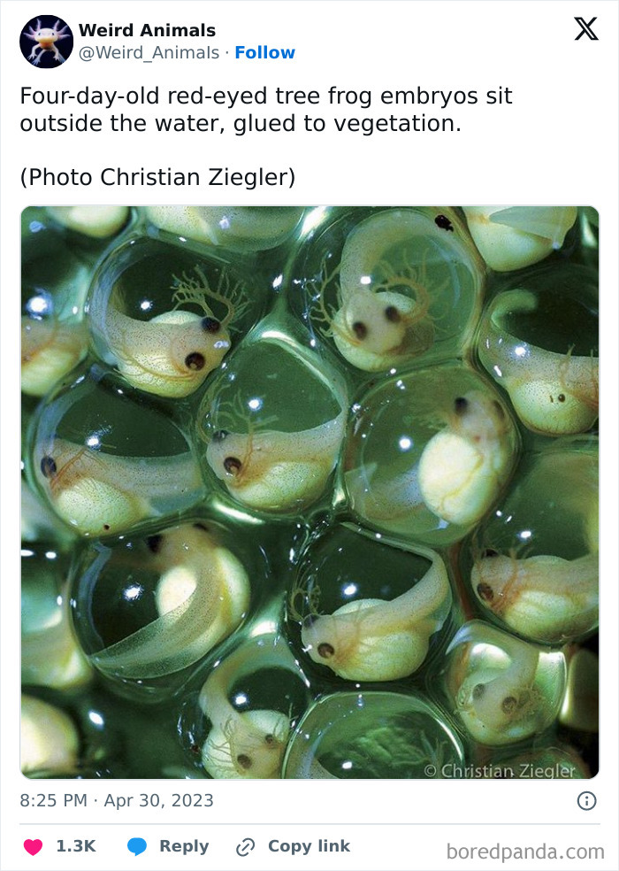 Red-eyed tree frog embryos in clear eggs on vegetation, an amazing sight of fantastical animals.