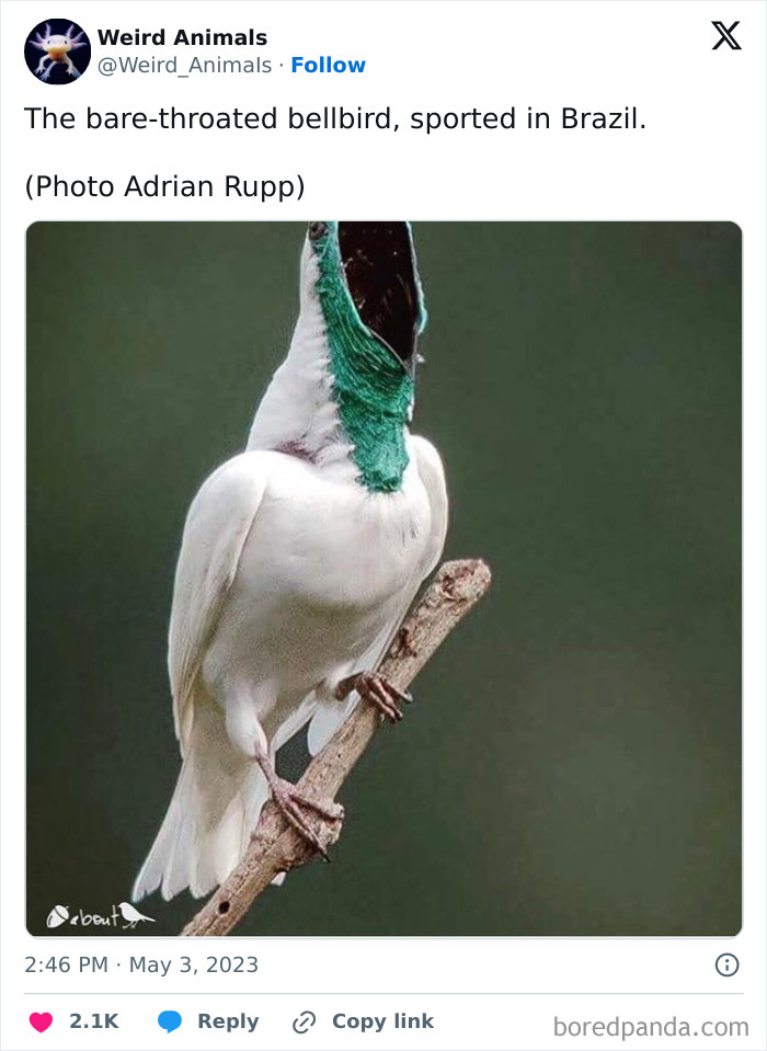 A bare-throated bellbird with white feathers and a green throat, showcasing a fascinating fantastical animal.