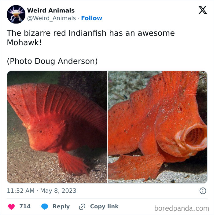 A red Indianfish with a unique mohawk-like dorsal fin, featured among the fantastical animals.