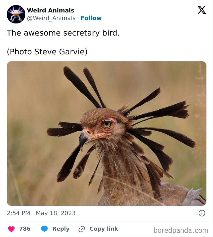 A secretary bird with distinctive long feathers on its head, an example of fantastical animals.