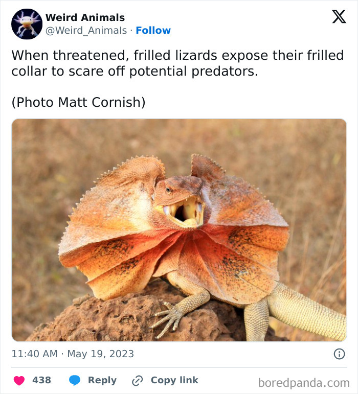 A frilled lizard, with its frill extended, in a defensive pose, highlighting the fantastical animals.