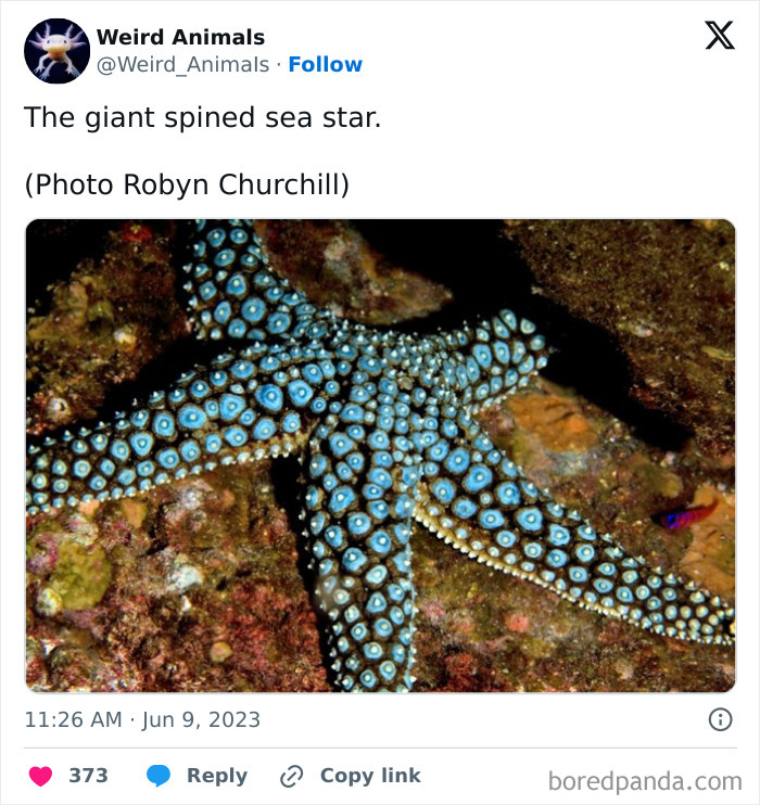 A close-up of a giant spined sea star with intricate blue and black patterns, showcasing one of the fantastical animals.