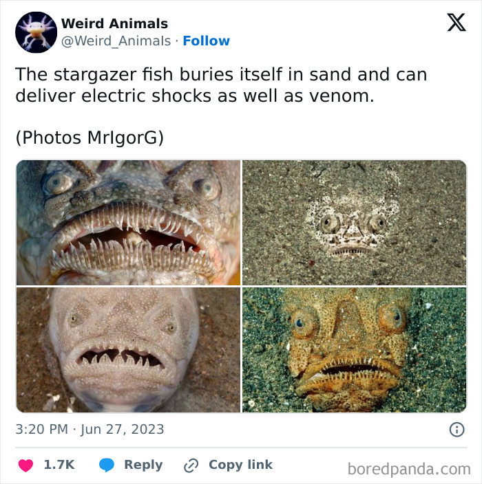 Four images of the stargazer fish, including close-ups and it buried in sand. A truly fantastical animal.