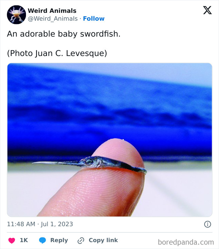An adorable baby swordfish, a fantastical animal, balanced delicately on the tip of a human finger.
