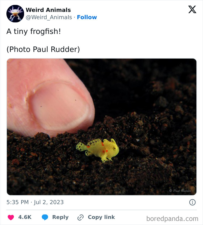 A tiny frogfish, a minuscule and fantastical animal, rests on dark soil next to a human finger.