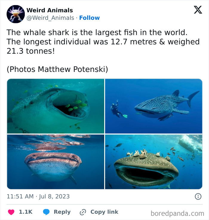 A majestic whale shark, one of the largest fantastical animals, swims gracefully in the deep blue ocean.