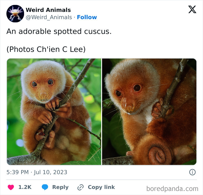An adorable spotted cuscus, a fantastical animal with soft orange fur, looks curiously from a tree branch.
