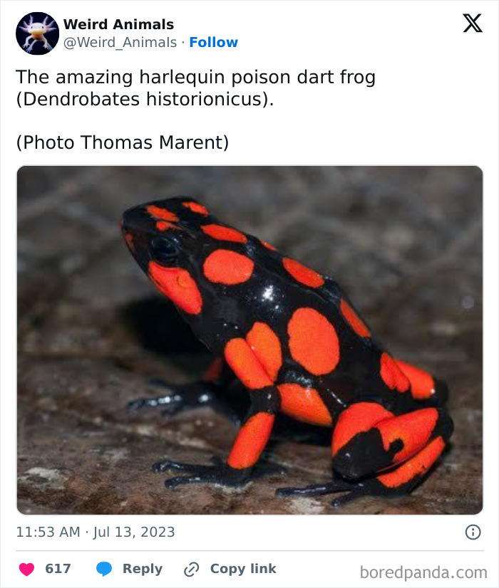 A vibrant harlequin poison dart frog, a fantastical animal with black and red spots, perches on a leaf.