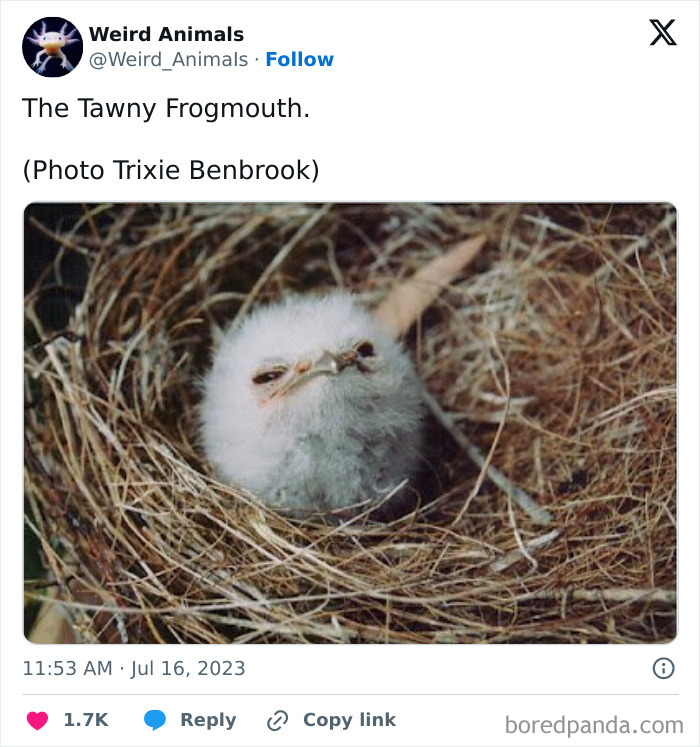 A fluffy tawny frogmouth chick nestled in a bird's nest, an image of a fantastical animal.