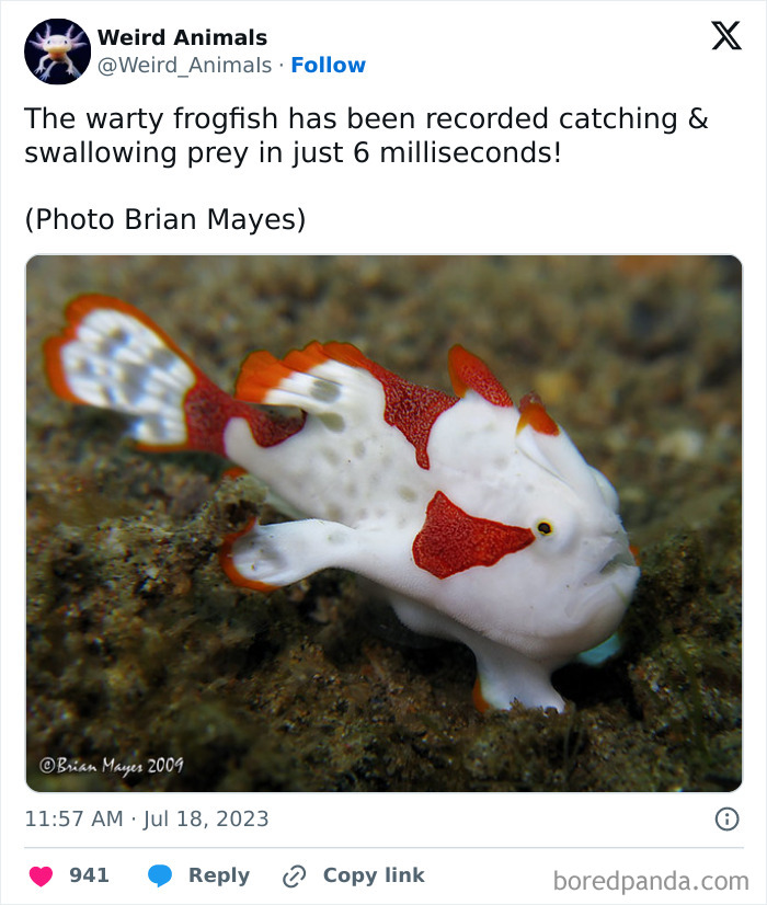 A fantastical animal: a warty frogfish, white with red spots, resting on the seabed.