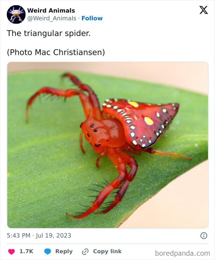 A triangular spider with a striking red and yellow pattern, among other fantastical animals.