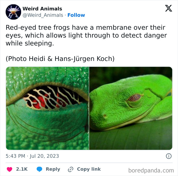 A red-eyed tree frog with a transparent eyelid, highlighting the unique features of fantastical animals.