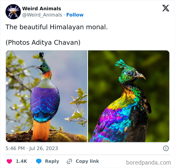 A vibrant Himalayan monal bird with iridescent plumage, a beautiful example of fantastical animals.