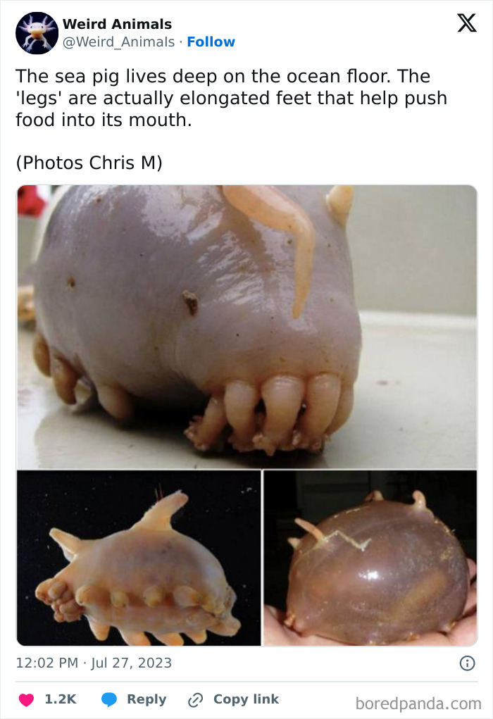 Close-up of a sea pig with elongated feet, one of many fantastical animals.
