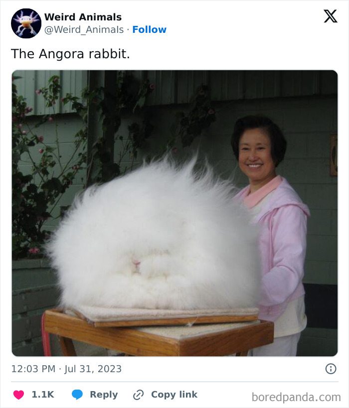 A fluffy Angora rabbit next to a smiling woman, showcasing fantastical animals.