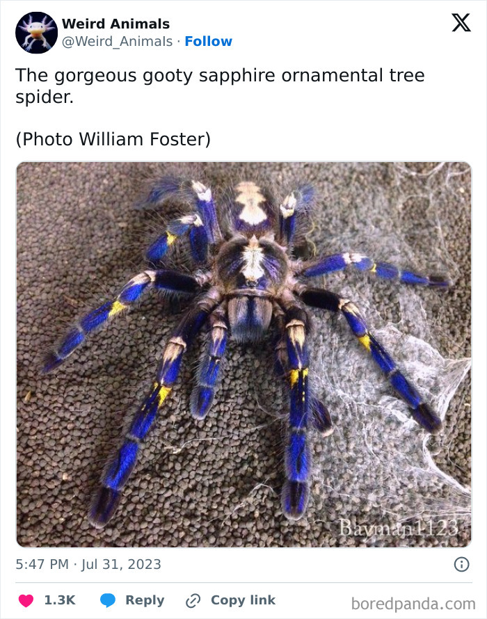 A vibrant blue and yellow gooty sapphire ornamental tree spider, a fantastical animal, on a textured surface.