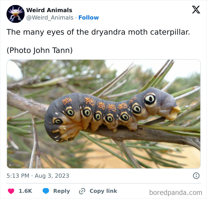 A dryandra moth caterpillar with many eye-like patterns on a branch, showcasing fantastical animals.
