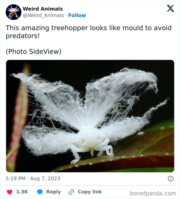 A fantastical animal: a treehopper resembling mould with wispy white filaments.