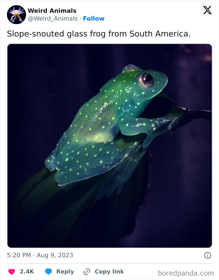 A fantastical animal: a translucent slope-snouted glass frog with green spots on a leaf.