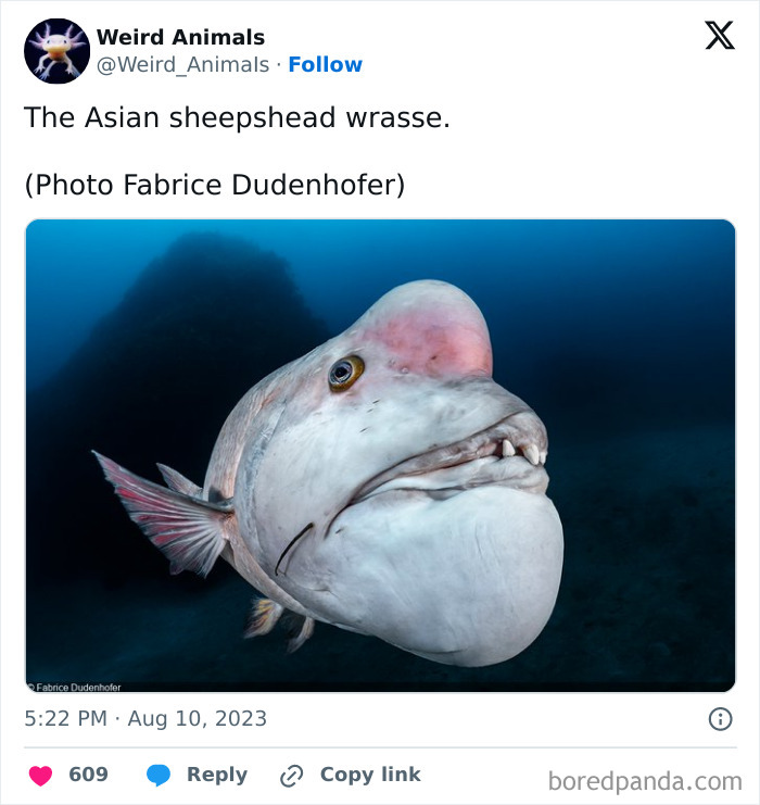 A fantastical animal: an Asian sheepshead wrasse with a prominent bulbous head.