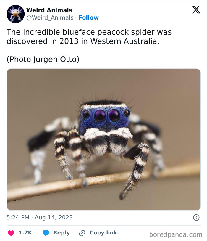 A fantastical animal: an incredible blueface peacock spider with vibrant blue eyes.