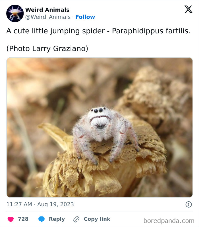 A cute jumping spider, Paraphidippus fartilis, with large eyes on a mushroom, showcasing fantastical animals.