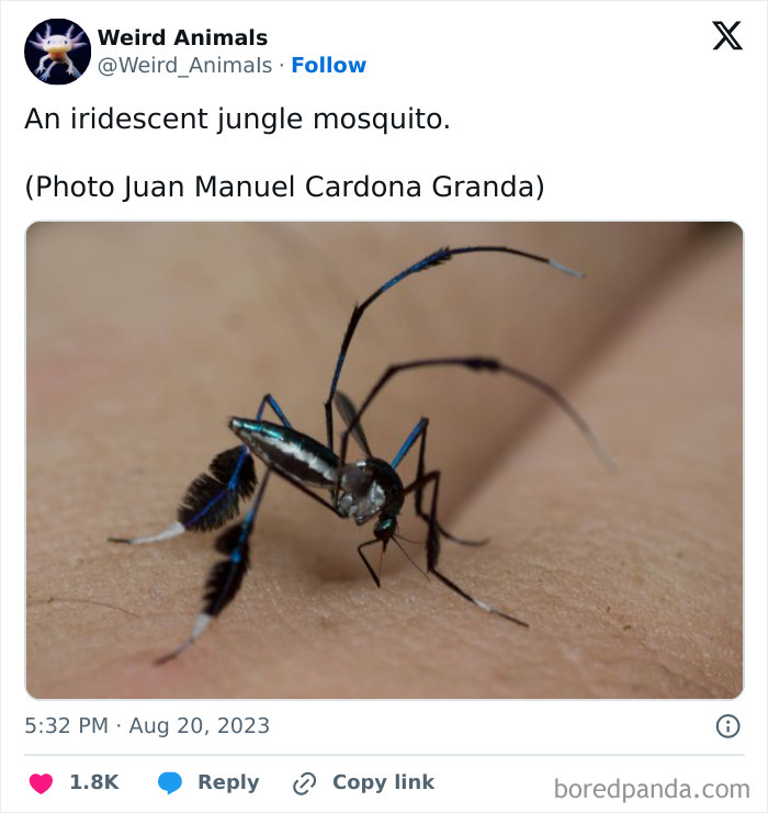 An iridescent jungle mosquito with long legs on a person's skin, one of the many fantastical animals.