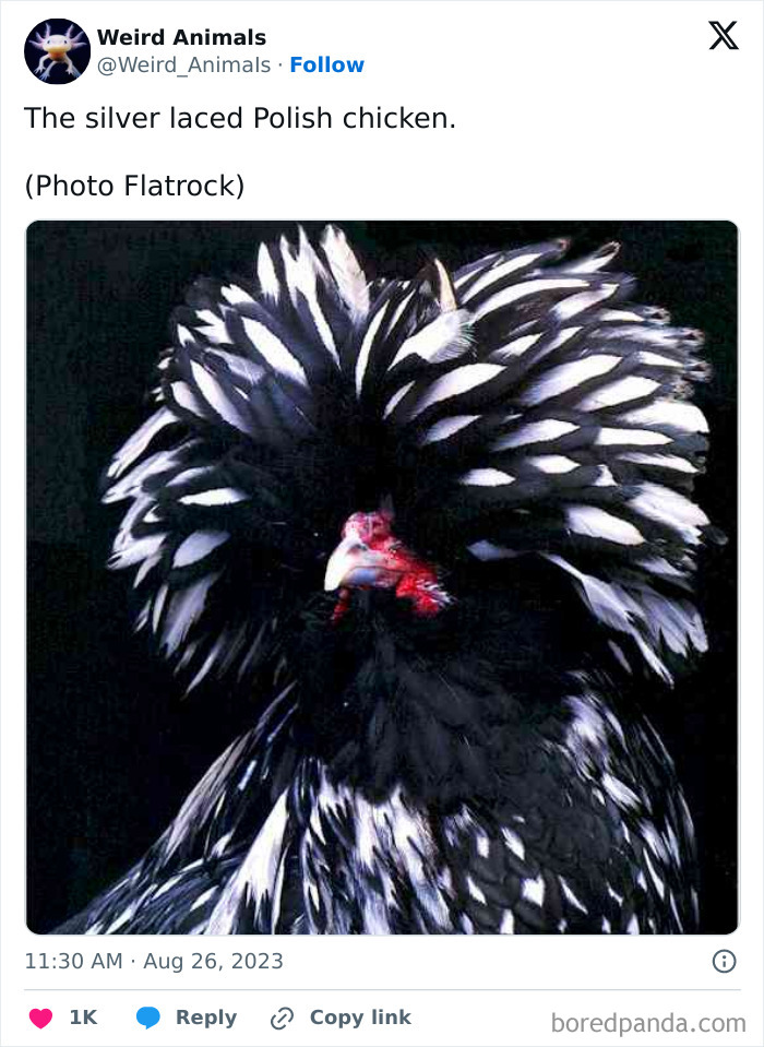 A silver laced Polish chicken with striking black and white feathers on its head, an example of fantastical animals.