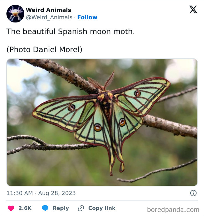 A magnificent Spanish moon moth, one of many fantastical animals, with intricate green and brown patterns on tree branches.