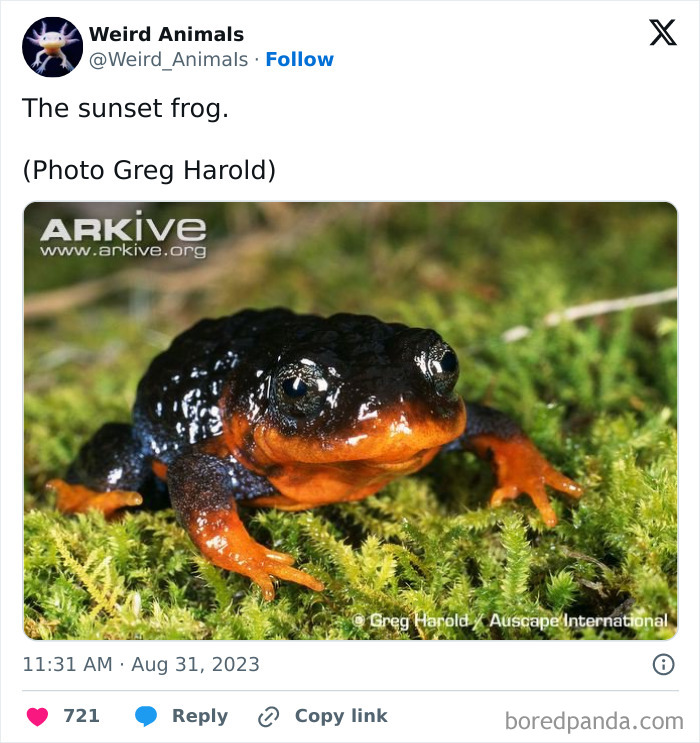 The striking sunset frog, one of many fantastical animals, with a black and orange body on a bed of green moss.