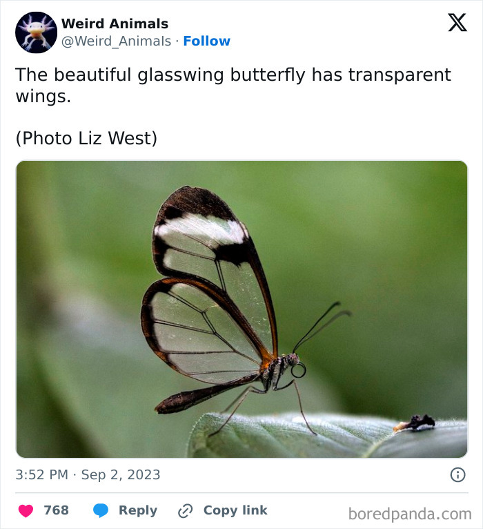 A beautiful glasswing butterfly, one of many fantastical animals, with transparent wings perched on a green leaf.