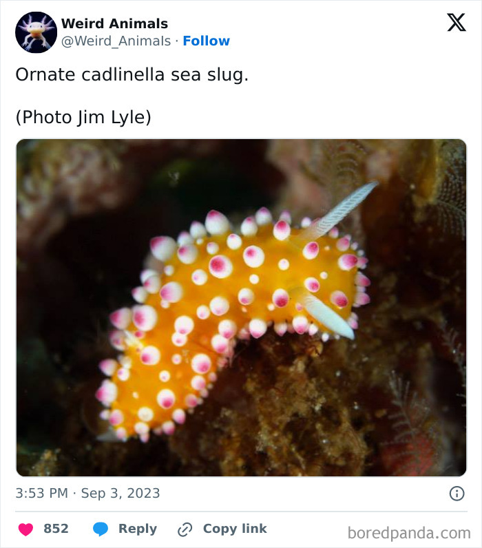 A vibrant ornate cadlinella sea slug, one of many fantastical animals, with orange and pink nodules on a dark background.