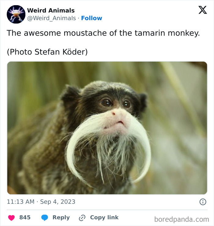 A close-up of a tamarin monkey with an impressive white mustache, a fantastical animal you won't believe exists.