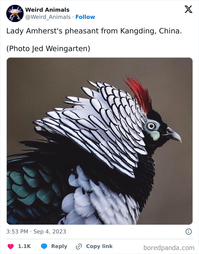 A beautiful Lady Amhersts pheasant with striking plumage, one of the fantastical animals you won't believe exist.