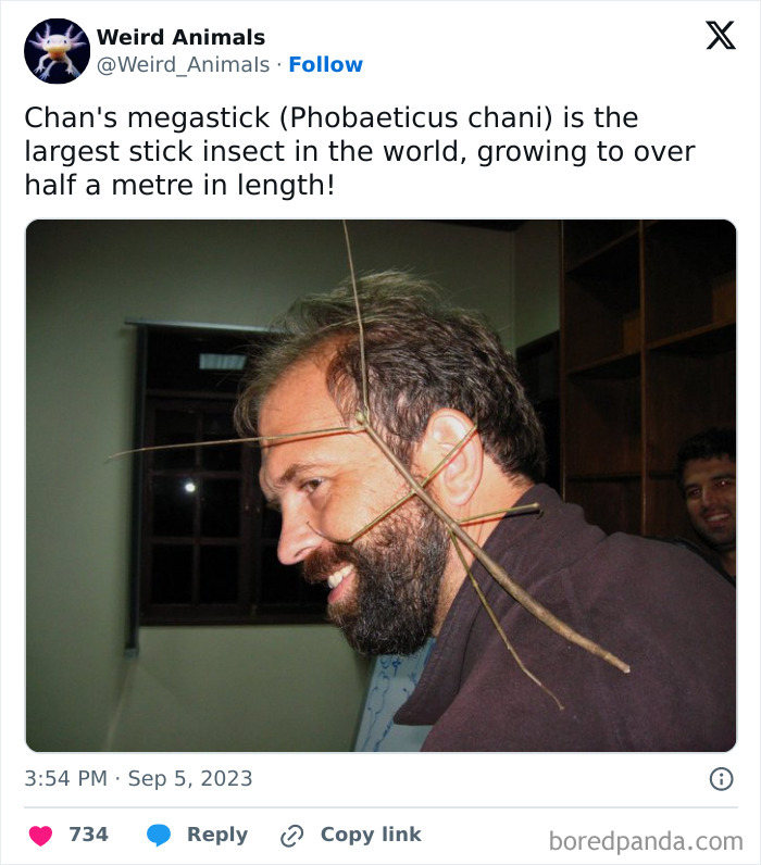 A man with a large stick insect on his face, showcasing one of the fantastical animals you won't believe exist.