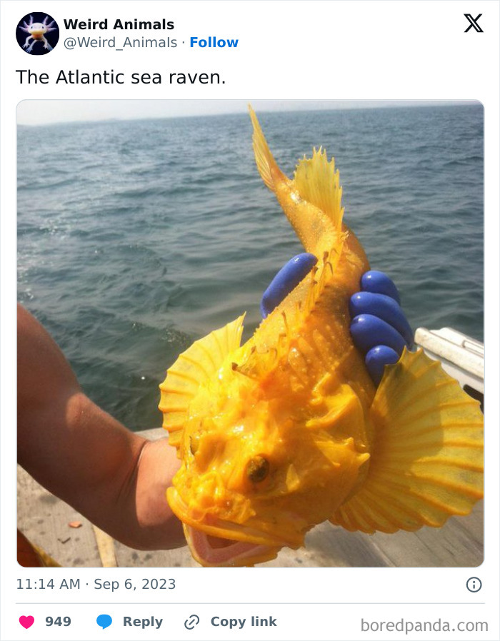 An Atlantic sea raven, one of many fantastical animals, with a unique yellow body, held by a person in blue gloves.